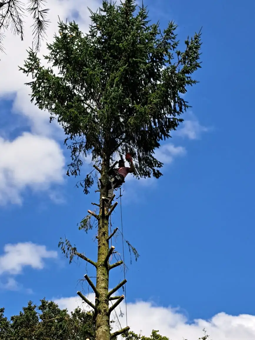 Jason Tinten magnant une tronconneuse dans un arbre