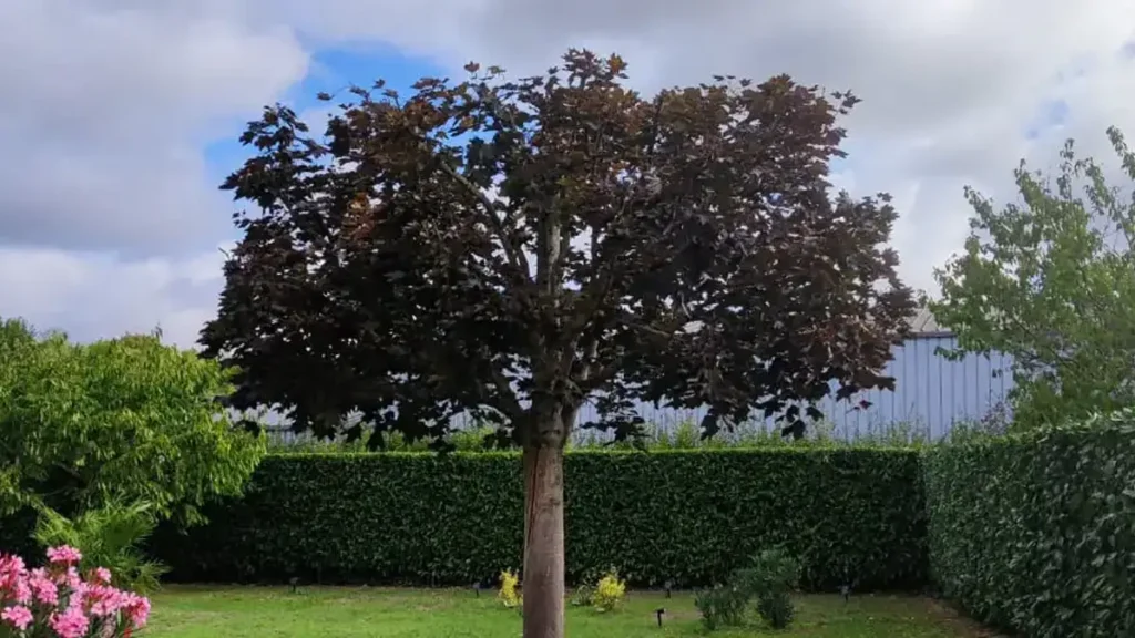 après élagage d'un arbre