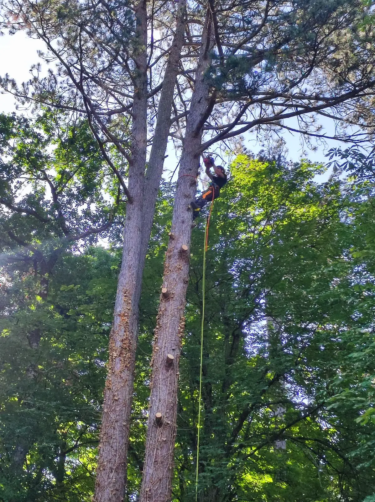 ébranchage d'un sapin en cours avec une tronconneuse