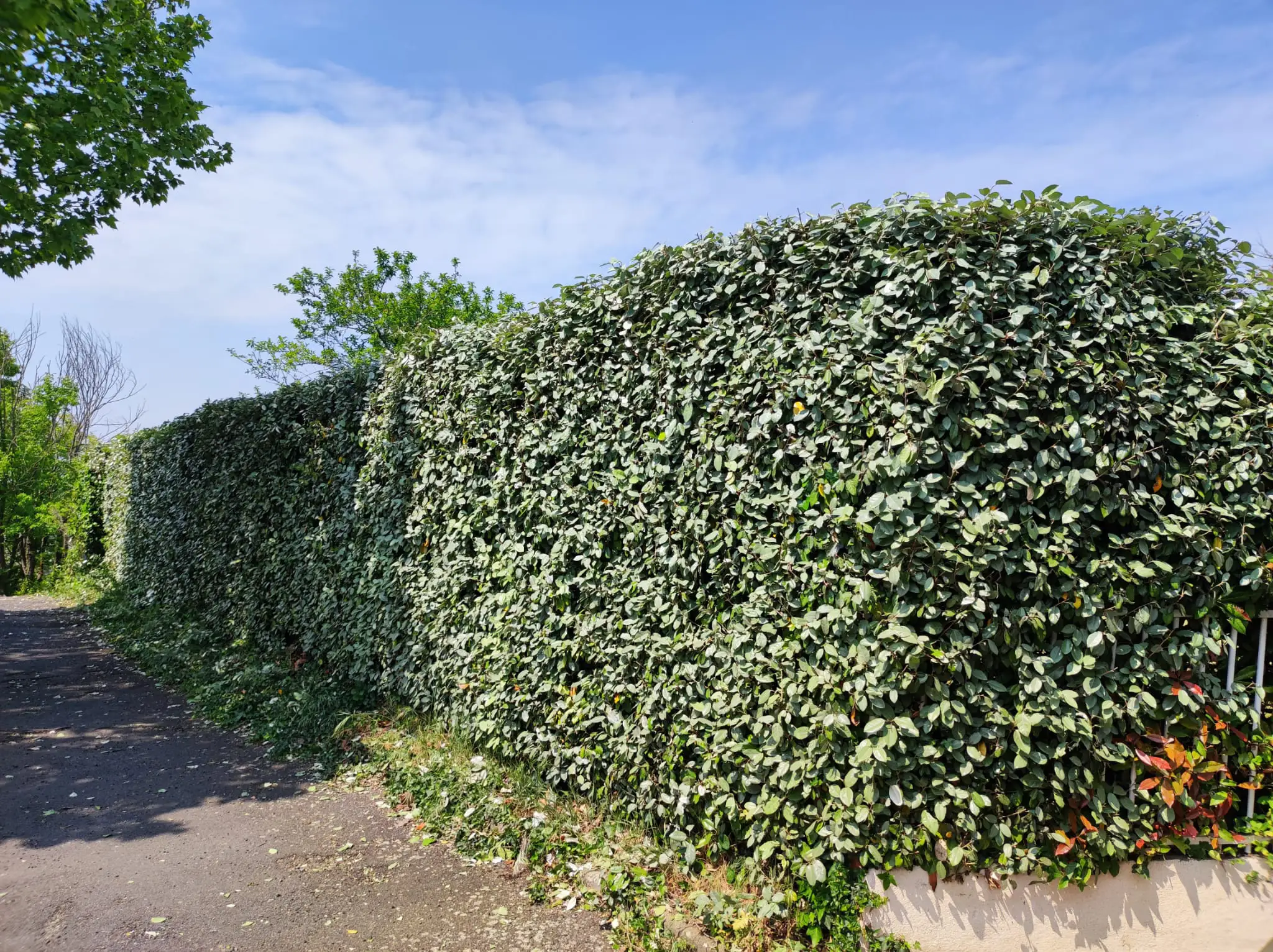 une haie fraichement taillée